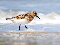 Calidris alba 78, Drieteenstrandloper, Saxifraga-Bart Vastenhouw
