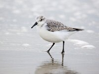 Calidris alba 79, Drieteenstrandloper, Saxifraga-Bart Vastenhouw
