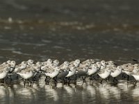 Calidris alba 8, Drieteenstrandloper, Saxifraga-Piet Munsterman