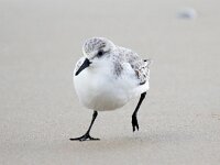 Calidris alba 80, Drieteenstrandloper, Saxifraga-Bart Vastenhouw