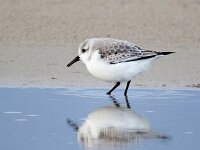 Calidris alba 82, Drieteenstrandloper, Saxifraga-Bart Vastenhouw