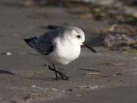 Calidris alba 89, Drieteenstrandloper, Saxifraga-Bart Vastenhouw