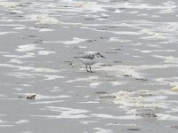 Calidris alba 96, Drieteenstrandloper, Saxifraga-Willem van Kruijsbergen