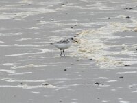 Calidris alba 97, Drieteenstrandloper, Saxifraga-Willem van Kruijsbergen