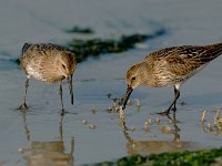 Calidris alpina 10, Bonte strandloper, juvenile, Saxifraga-Piet Munsterman