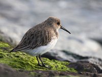 Calidris alpina 18, Bonte strandloper, Saxifraga-Bart Vastenhouw