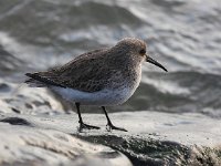 Calidris alpina 19, Bonte strandloper, Saxifraga-Bart Vastenhouw