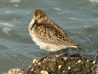 Calidris alpina 2, Bonte strandloper, Saxifraga-Jan van der Straaten