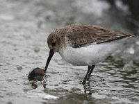 Calidris alpina 21, Bonte strandloper, Saxifraga-Bart Vastenhouw