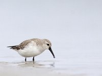 Calidris alpina 22, Bonte strandloper, Saxifraga-Mark Zekhuis