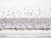 Calidris alpina 24, Bonte strandloper, Saxifraga-Bart Vastenhouw