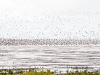 Calidris alpina 25, Bonte strandloper, Saxifraga-Bart Vastenhouw