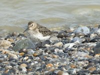 Calidris alpina 29, Bonte strandloper, Saxifraga-Willem van Kruijsbergen