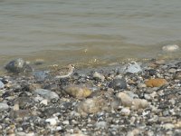 Calidris alpina 32, Bonte strandloper, Saxifraga-Willem van Kruijsbergen