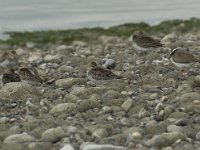 Calidris alpina 35, Bonte strandloper, Saxifraga-Willem van Kruijsbergen