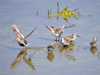 Calidris alpina 38, Bonte strandloper, Saxifraga-Tom Heijnen