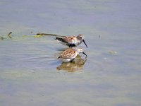 Calidris alpina 39, Bonte strandloper, Saxifraga-Tom Heijnen