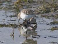 Calidris alpina 7, Bonte strandloper, Saxifraga-Luc Hoogenstein