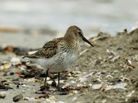 Calidris alpina 9, Bonte strandloper, juvenile, Saxifraga-Piet Munsterman