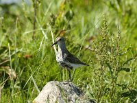 Calidris alpina ssp schinzii 12, Bonte strandloper, Saxifraga-Jan van der Straaten