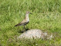 Calidris alpina ssp schinzii 13, Bonte strandloper, Saxifraga-Jan van der Straaten