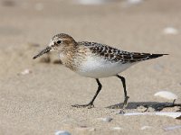 Calidris bairdii, 3, Bairds strandloper, Saxifraga-Bart Vastenhouw