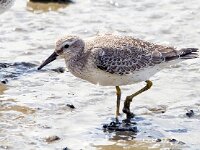 Calidris canutus 12, Kanoet, Saxifraga-Bart Vastenhouw