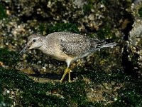 Calidris canutus 14, Kanoet, Saxifraga-Piet Munsterman