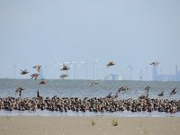 Calidris canutus 16, Kanoet, Saxifraga-Mark Zekhuis