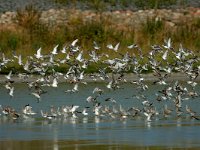 Calidris canutus 18, Kanoet, Saxifraga-Piet Munsterman