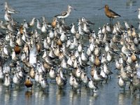 Calidris canutus 19, Kanoet, Saxifraga-Piet Munsterman