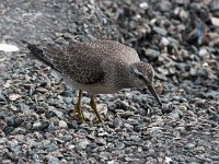 Calidris canutus 23, Kanoet, Saxifraga-Bart Vastenhouw