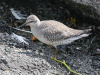 Calidris canutus 27, Kanoet, Saxifraga-Bart Vastenhouw