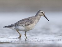 Calidris canutus 28, Kanoet, Saxifraga-Mark Zekhuis