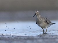 Calidris canutus 29, Kanoet, Saxifraga-Mark Zekhuis