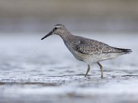 Calidris canutus 30, Kanoet, Saxifraga-Mark Zekhuis