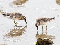 Calidris canutus 34, Kanoet, Saxifraga-Bart Vastenhouw