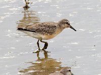 Calidris canutus 35, Kanoet, Saxifraga-Bart Vastenhouw