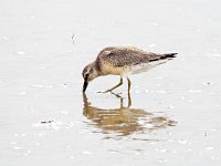 Calidris canutus 38 Kanoet, Saxifraga-Bart Vastenhouw