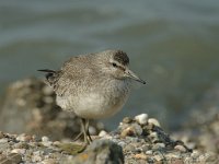 Calidris canutus 4, Kanoet, Saxifraga-Jan van der Straaten