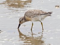 Calidris canutus 40, Kanoet, Saxifraga-Bart Vastenhouw