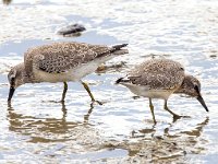 Calidris canutus 42, Kanoet, Saxifraga-Bart Vastenhouw