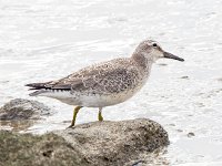 Calidris canutus 44, Kanoet, Saxifraga-Bart Vastenhouw