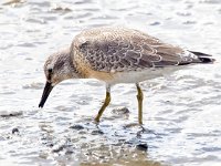 Calidris canutus 47, Kanoet, Saxifraga-Bart Vastenhouw