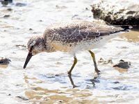 Calidris canutus 49, Kanoet, Saxifraga-Bart Vastenhouw