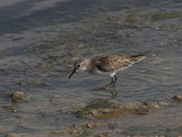 Calidris canutus 7, Kanoet, Saxifraga-Luc Hoogenstein