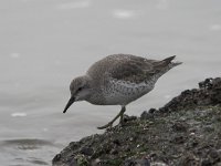 Calidris canutus 9, Kanoet, Saxifraga-Luc Hoogenstein