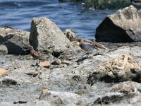 Calidris ferruginea 2, Krombekstrandloper, Saxifraga-Dirk Hilbers