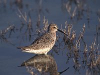 Calidris ferruginea 3, Krombekstrandloper, Saxifraga-Arie de Knijff