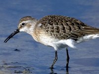 Calidris ferruginea 4, Krombekstrandloper, Saxifraga-Iztok Skornik